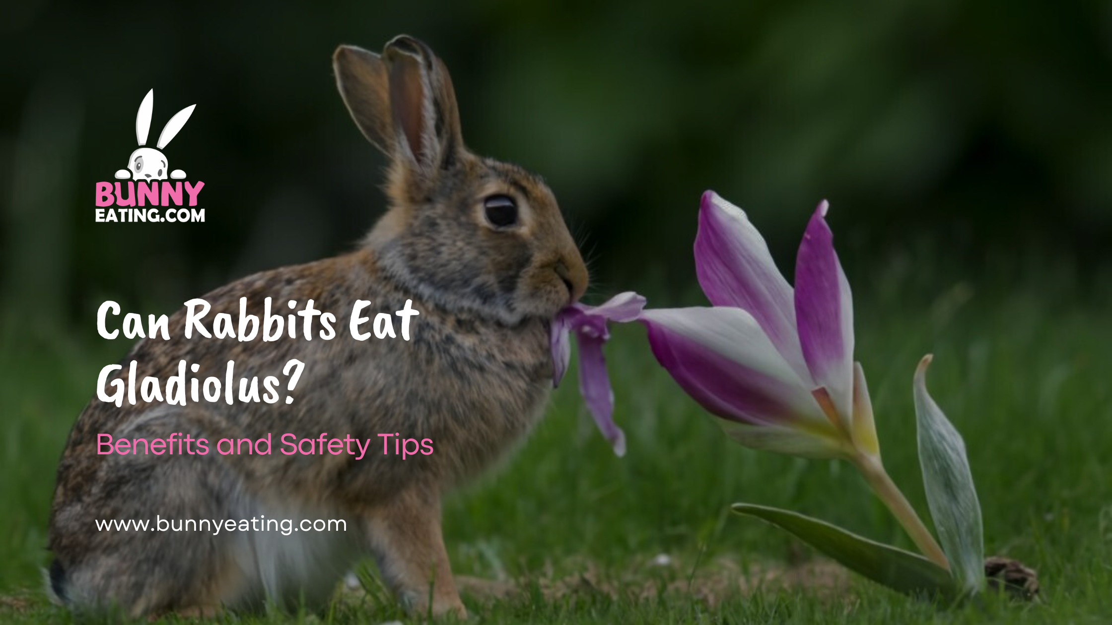 Can Rabbits Eat Gladiolus?