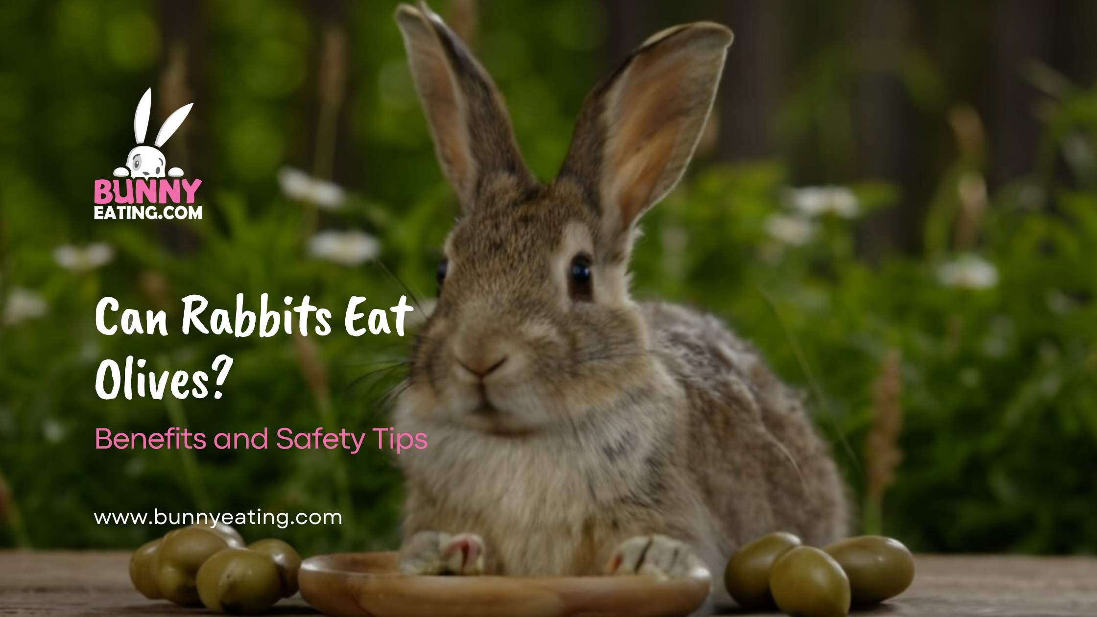 Can Rabbits Eat Olives?