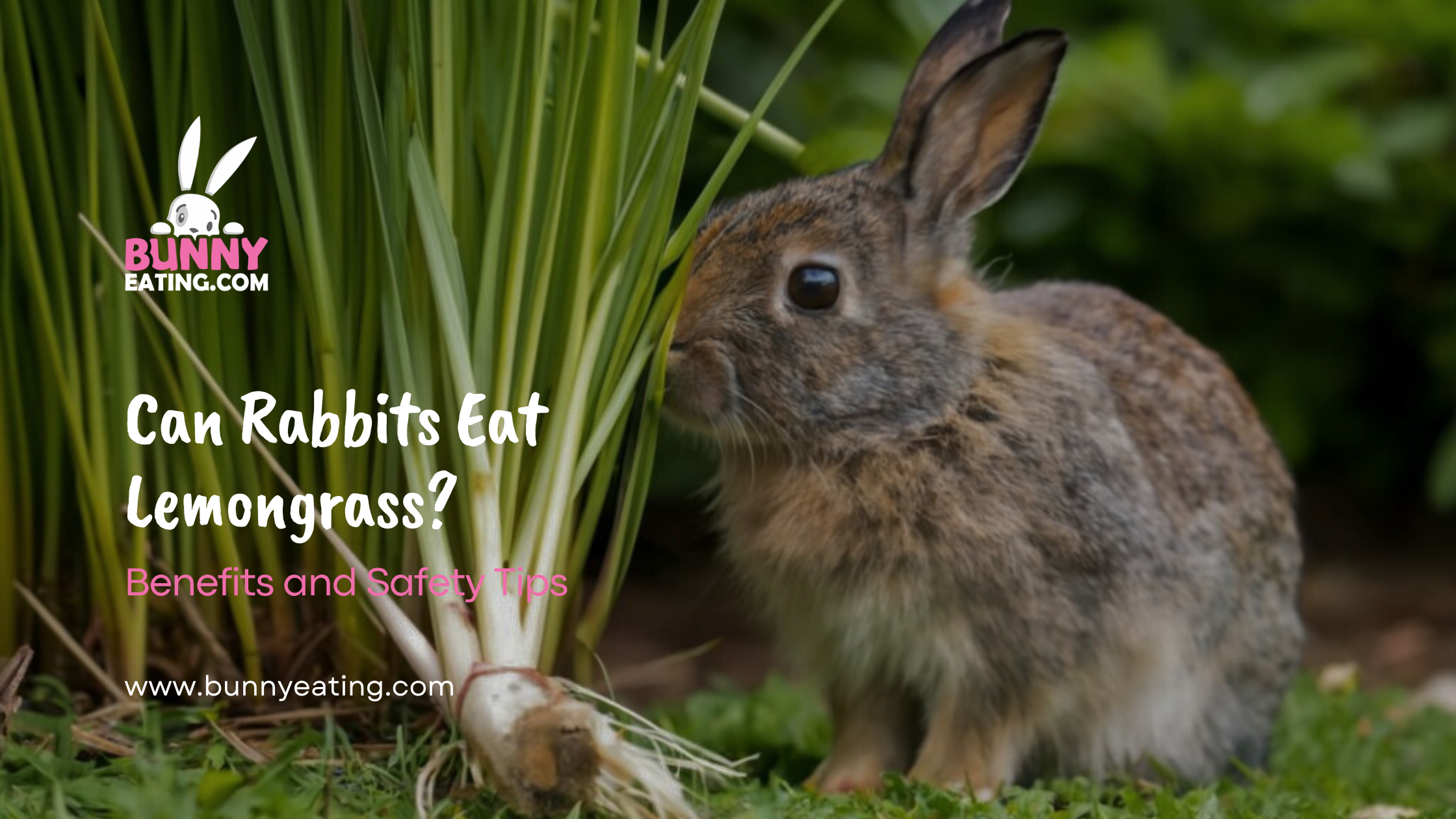 Can Rabbits Eat Lemongrass?