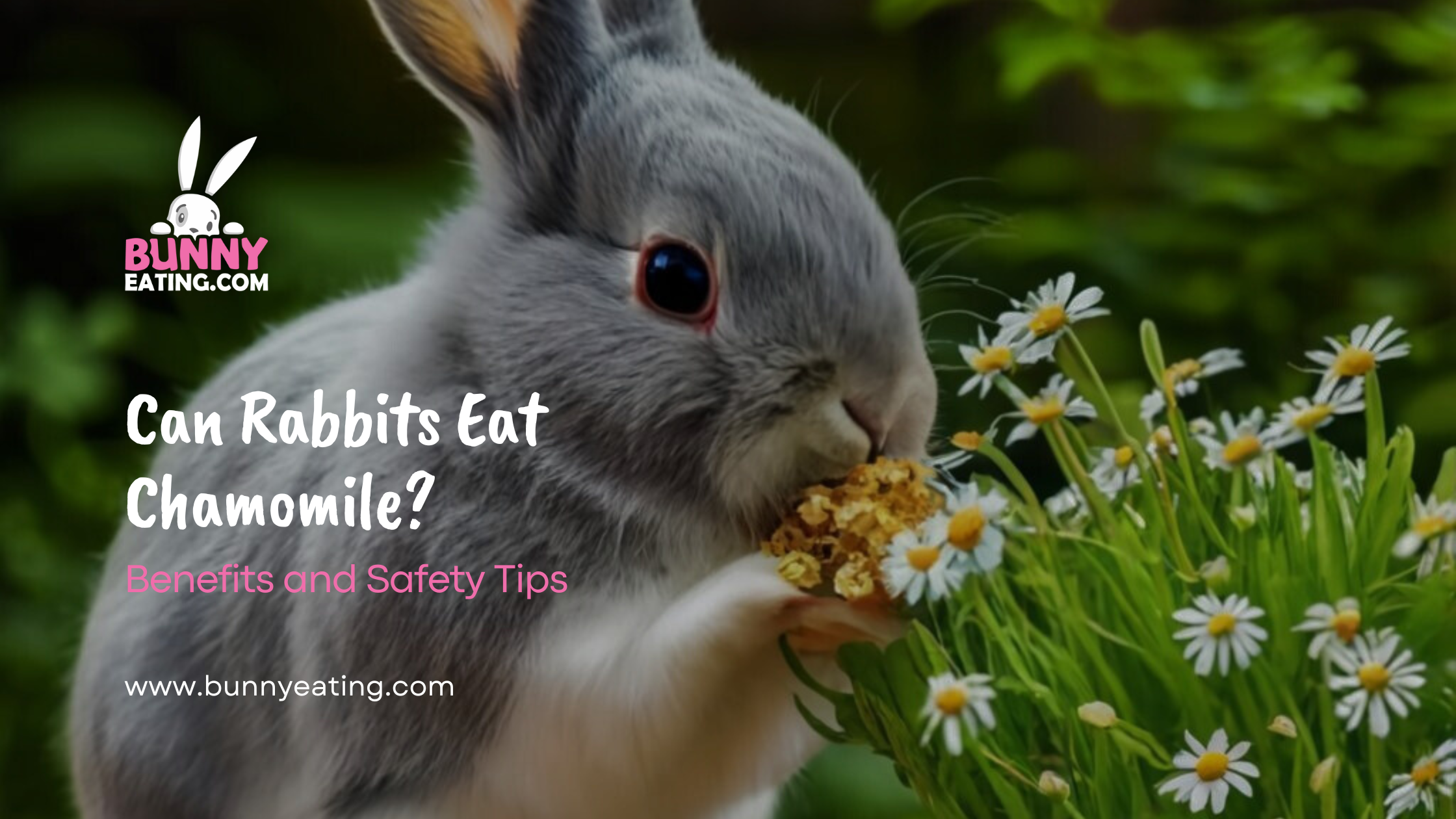 Can Rabbits Eat Chamomile?