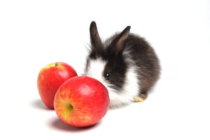 Can Rabbits Eat Apples?