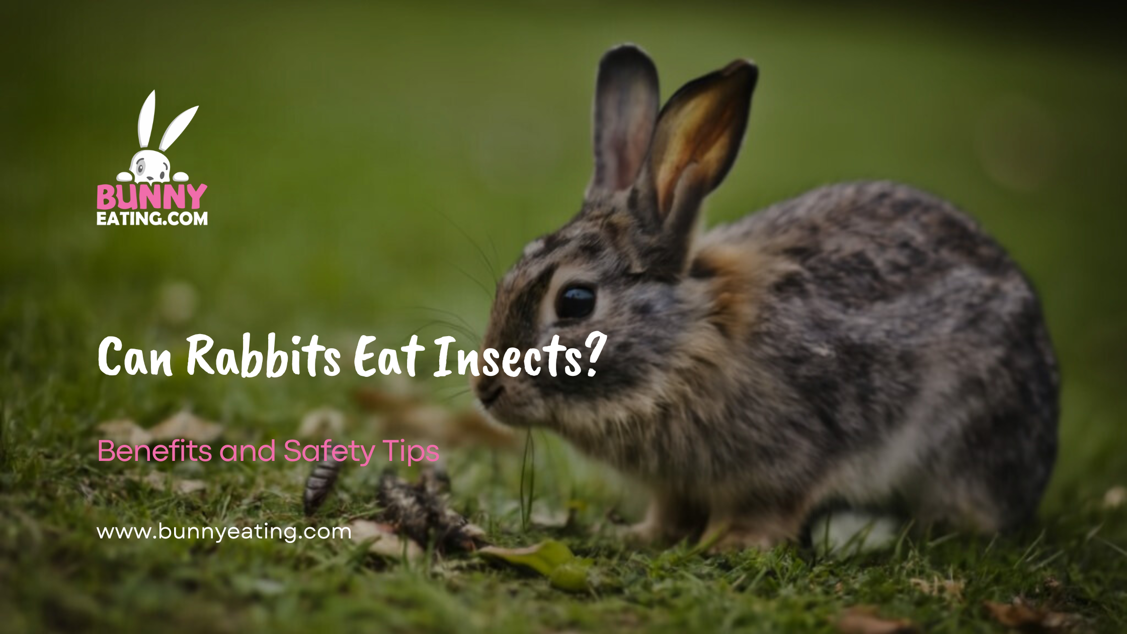 Do Rabbits Eat Insects?