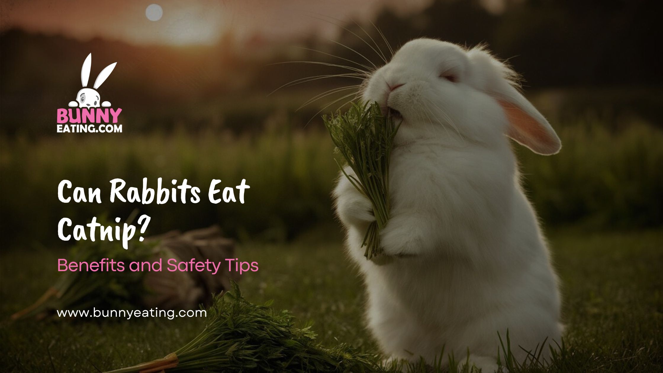 Can Rabbits Eat Catnip?