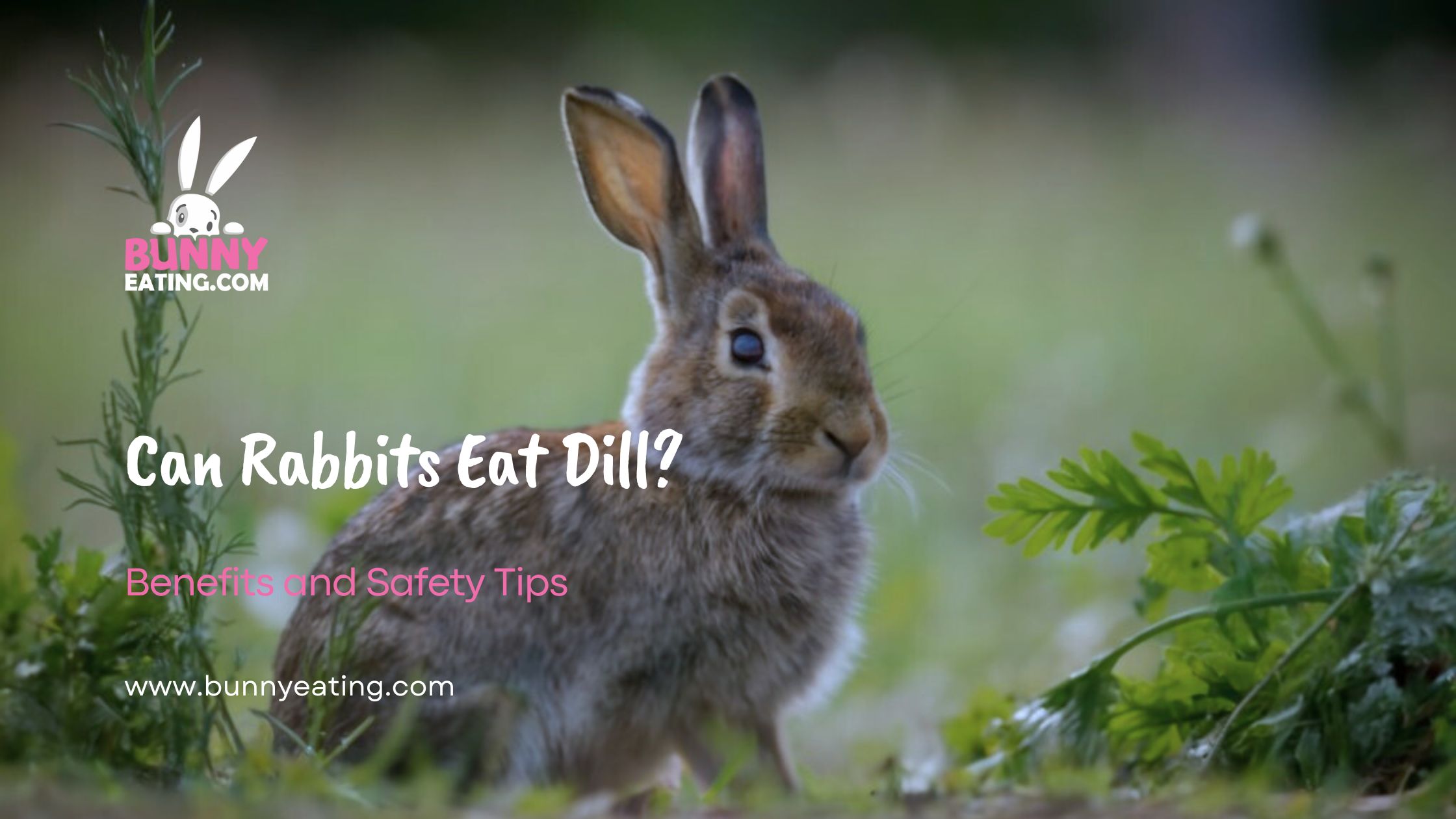 Can Rabbits Eat Dill?