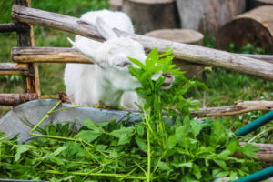 Can Rabbits Eat Mint Leaves?