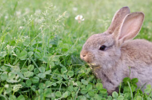 Can Rabbits Eat Mint Leaves?