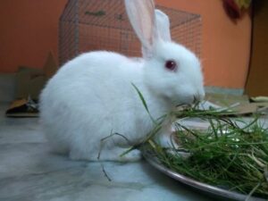 Can Rabbits Eat Dill?