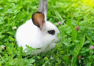 Can Rabbits Eat Mint Leaves?