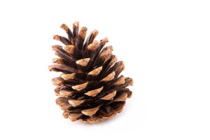 Can Rabbits Eat Pine Cones?