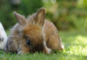 What Can A Lionhead Rabbit Eat?