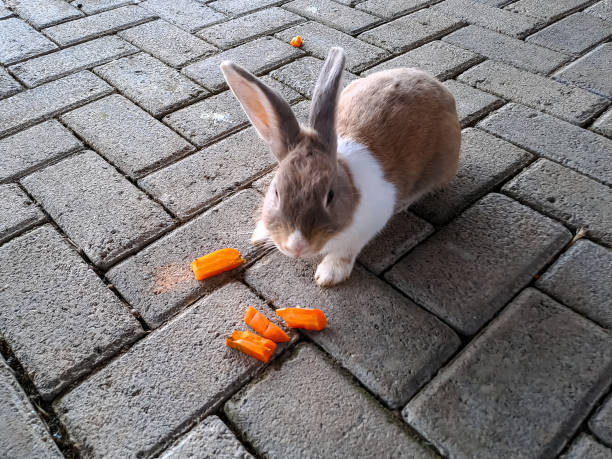 Can Rabbits Eat Orange Peels?