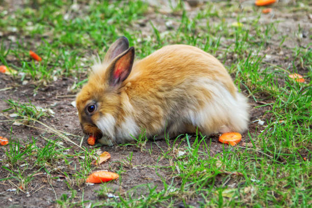 Can Rabbits Eat Orange Peels?