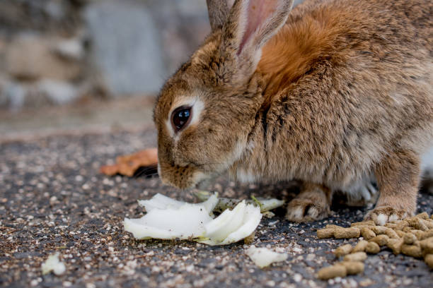 Can Rabbits Eat Orange Peels?