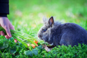 Can Rabbits Eat Dill?