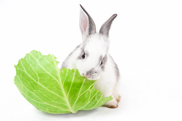 Should Rabbits Eat Cabbage?