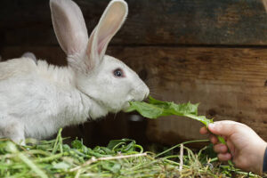 Can Rabbits Eat Lucerne?