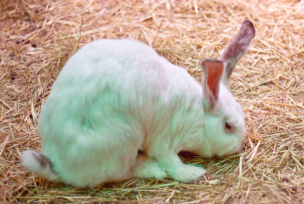 Should Rabbits Eat Cabbage?