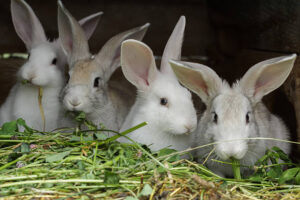 Can Rabbits Eat Lucerne?