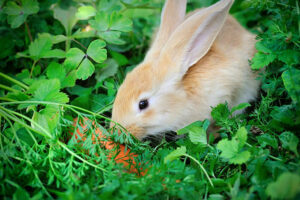 Can Rabbits Eat Mint Leaves?