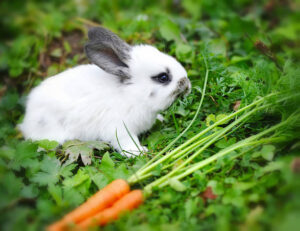 Can Rabbits Eat Cucumbers?