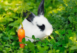 Can Rabbits Eat Cucumbers?