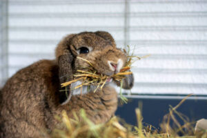 What Can Holland Lop Bunnies Eat?