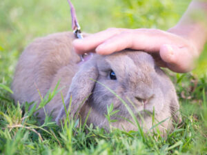 What Can Holland Lop Bunnies Eat?