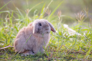 What Can Holland Lop Bunnies Eat?