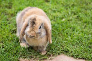 What Can Holland Lop Bunnies Eat?