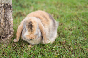 What Can Holland Lop Bunnies Eat?