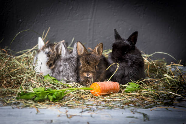 Can Rabbits Eat Orange Peels?