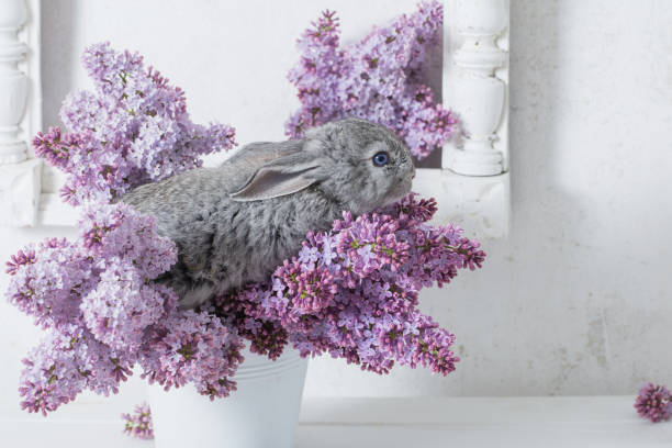 Do Rabbits Eat Hydrangeas?