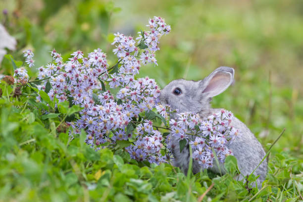 Do Rabbits Eat Hydrangeas?