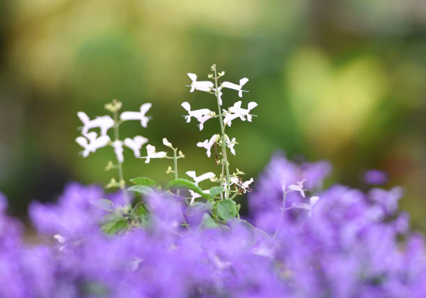 Do Rabbits Eat Phlox?