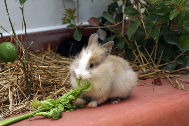 Can Rabbits Eat Beets?