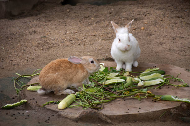 Can Rabbits Eat Broccoli Stalks?