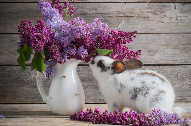 Do Rabbits Eat Hydrangeas?