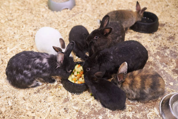 Can Rabbits Eat Hamster And Gerbil Food?