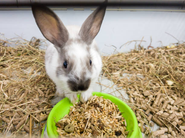 Can Rabbits Eat Hamster And Gerbil Food?