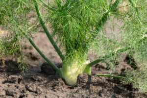 Can Rabbits Eat Fennel Leaves?