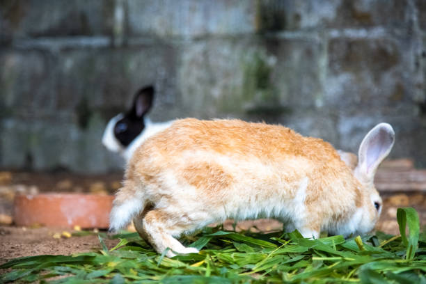 Can Rabbits Eat Catnip?