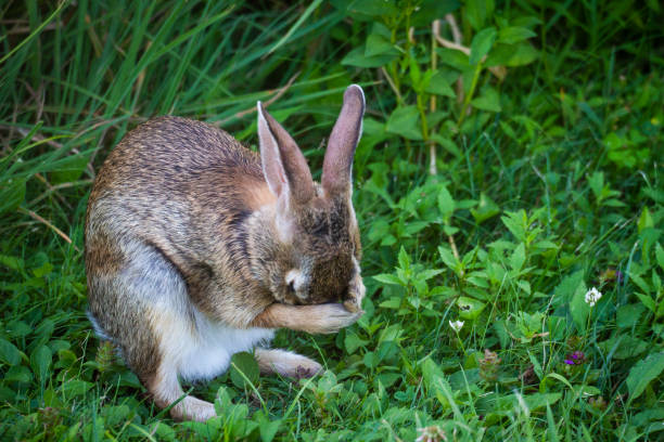 Can Rabbits Eat Italian Oregano?