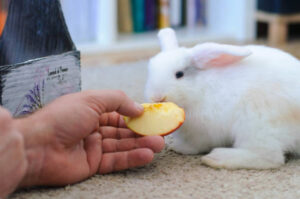 Can Rabbit Eat Biscuits?