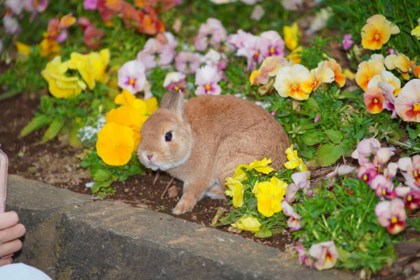 Do Rabbits Eat Phlox?