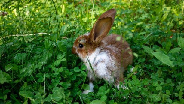 Can Rabbits Eat Italian Oregano?