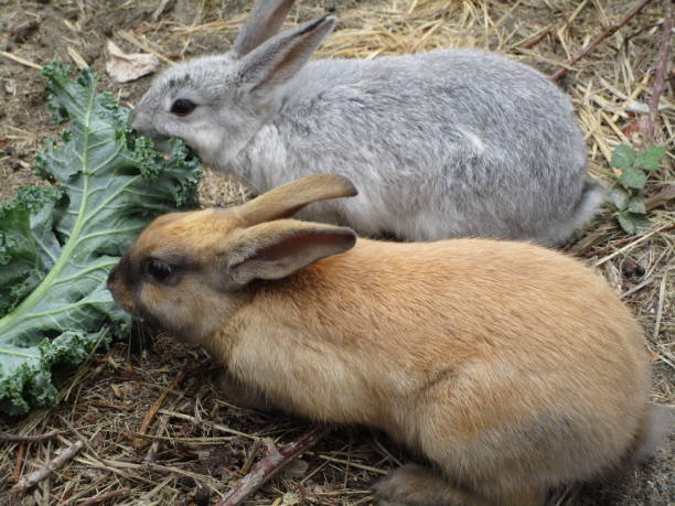 Can Rabbits Eat Broccoli Stalks?