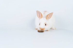 Can Rabbit Eat Biscuits?