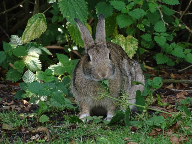 Can Rabbits Eat Broccoli Stalks?