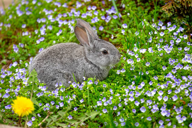 Do Rabbits Eat Phlox?