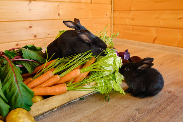 Can Rabbits Eat Beets?